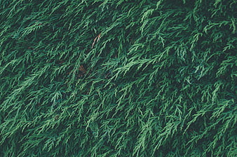 Close-up texture of green cypress foliage background