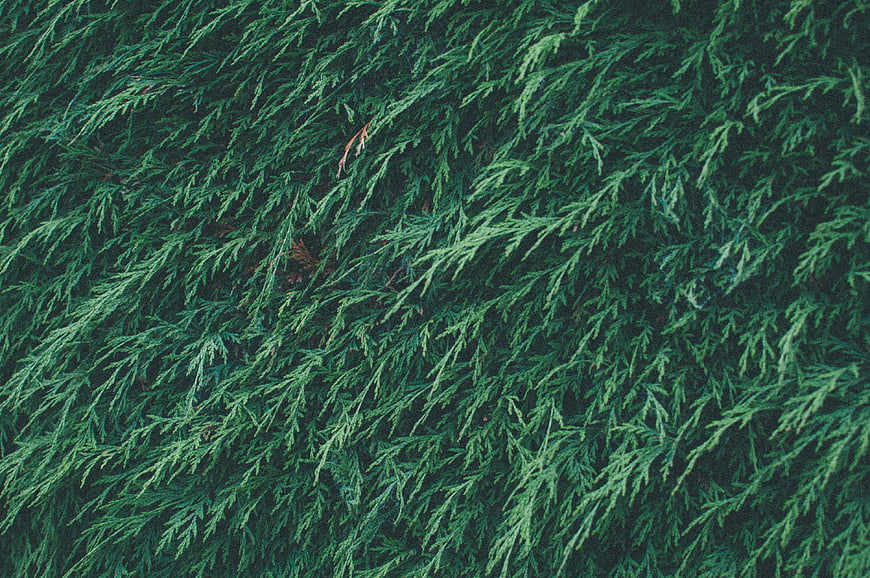 Close-up texture of green cypress foliage background