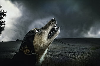 Dog Howling Under Dramatic Stormy Sky In Rural Field