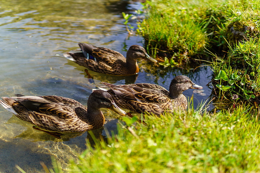 Three Mallard Ducks Swimming in a Sunny Green Pond