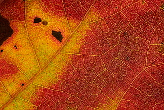 Macro Texture of Red and Yellow Autumn Leaf Veins