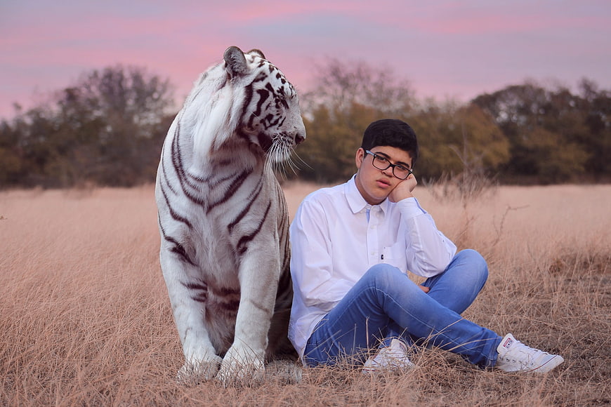 Young man sitting in a field next to a white tiger at sunset