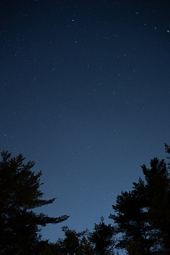 Starry Night Sky Over Silhouetted Pine Trees