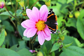 Red Admiral Butterfly on Pink Dahlia Flower in Garden
