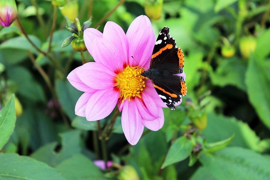 Red Admiral Butterfly on Pink Dahlia Flower in Garden