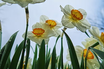 Close-up of white daffodils with dew drops against blue sky