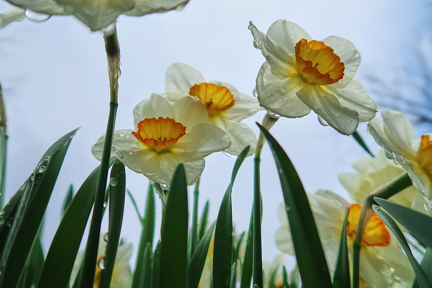 Close-up of white daffodils with dew drops against blue sky