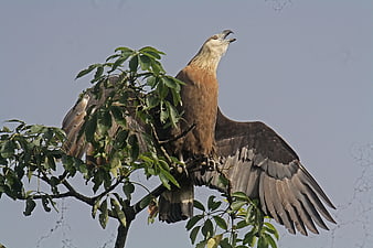 Pallas's Fish Eagle perched on tree branch with wings spread