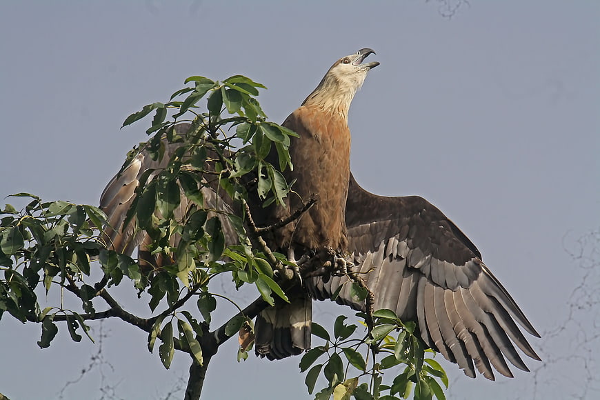 Pallas's Fish Eagle perched on tree branch with wings spread