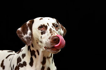 Dalmatian dog licking nose on black background