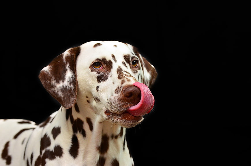 Dalmatian dog licking nose on black background