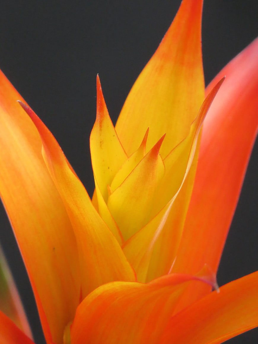 Close-up of vibrant orange and yellow heliconia flower