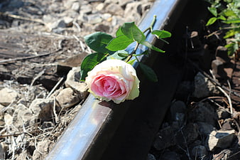 Pink and white rose lying on railway track