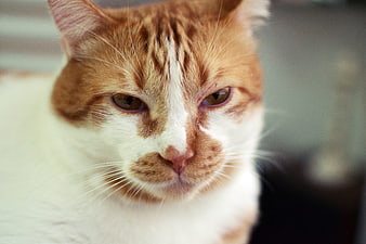 Close-up portrait of a sleepy orange and white cat