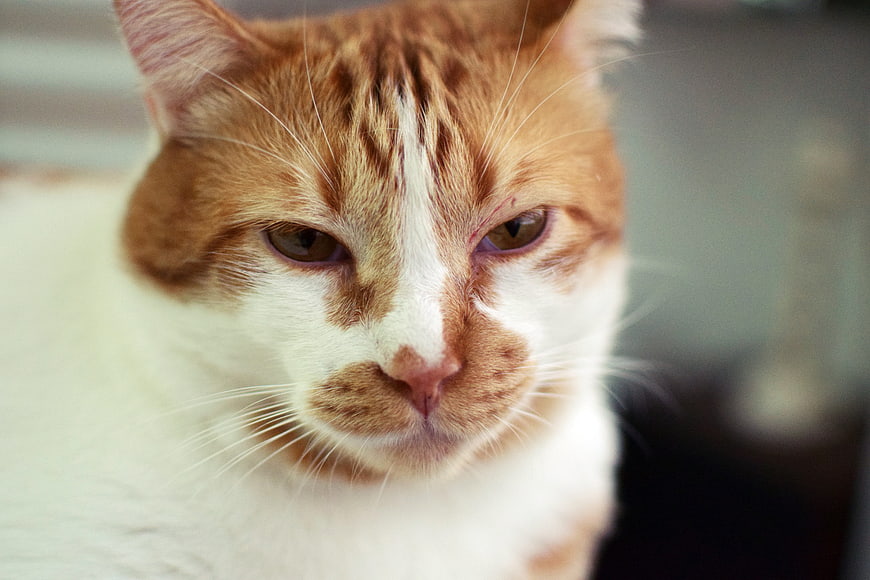 Close-up portrait of a sleepy orange and white cat