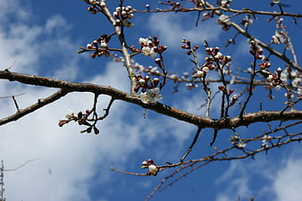 White cherry blossoms on branches against blue sky