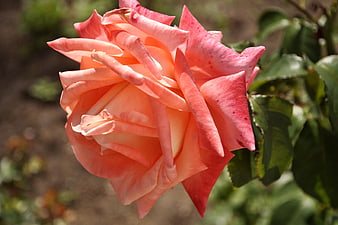 Close-up of a vibrant pink rose in a garden