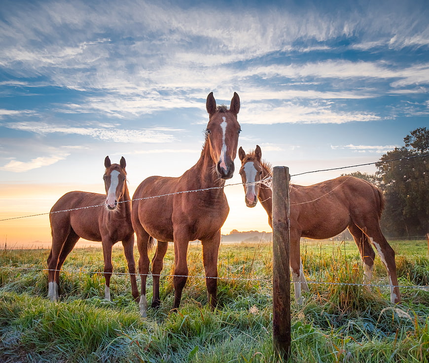 Three brown horses standing in a field at sunrise