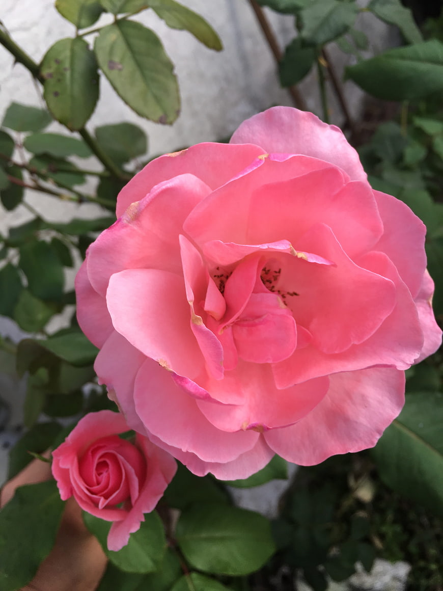 Close-up of a blooming pink rose with green leaves