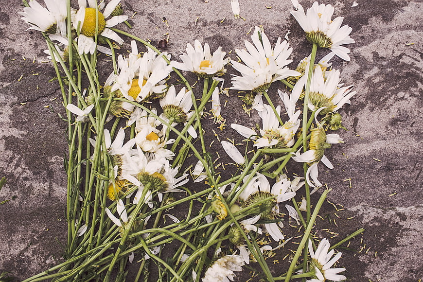 Scattered white daisies on textured concrete background
