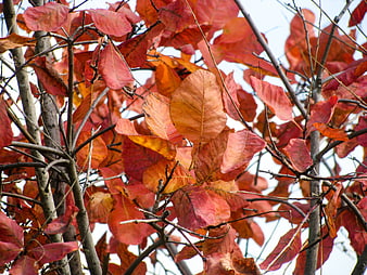 Vibrant Red and Orange Autumn Leaves on Tree Branches