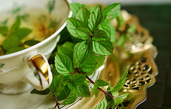 Fresh Mint Leaves Spilling from Vintage Teacup