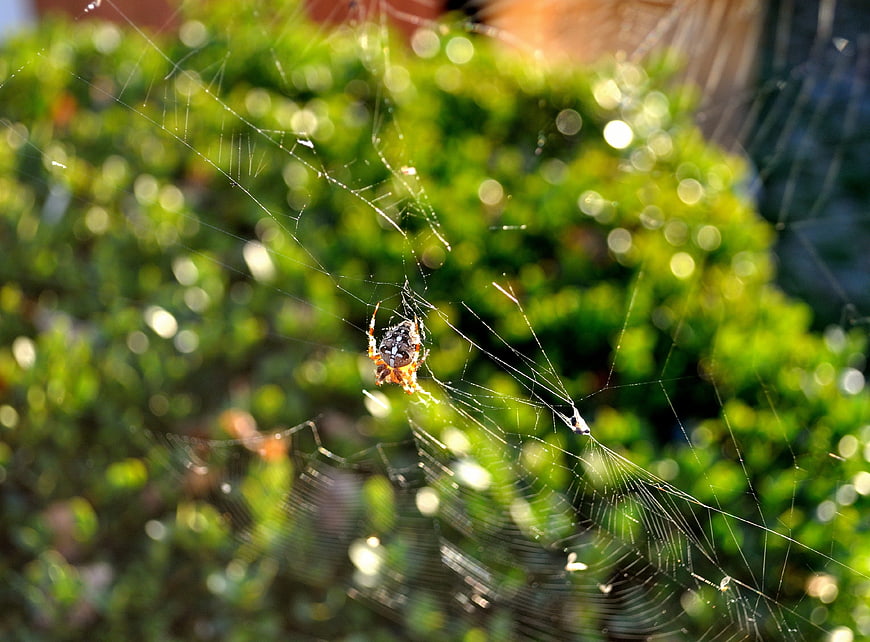 Garden Spider on Web with Bokeh Background