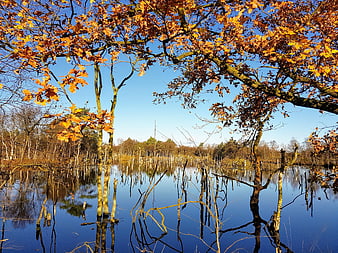 Autumn Oak Trees Reflecting in Flooded Forest Pond