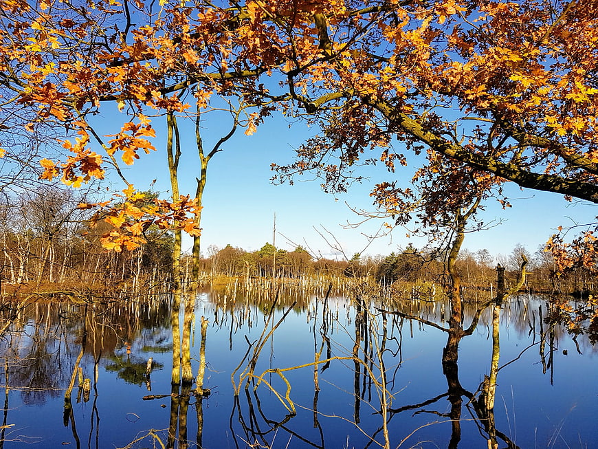Autumn Oak Trees Reflecting in Flooded Forest Pond