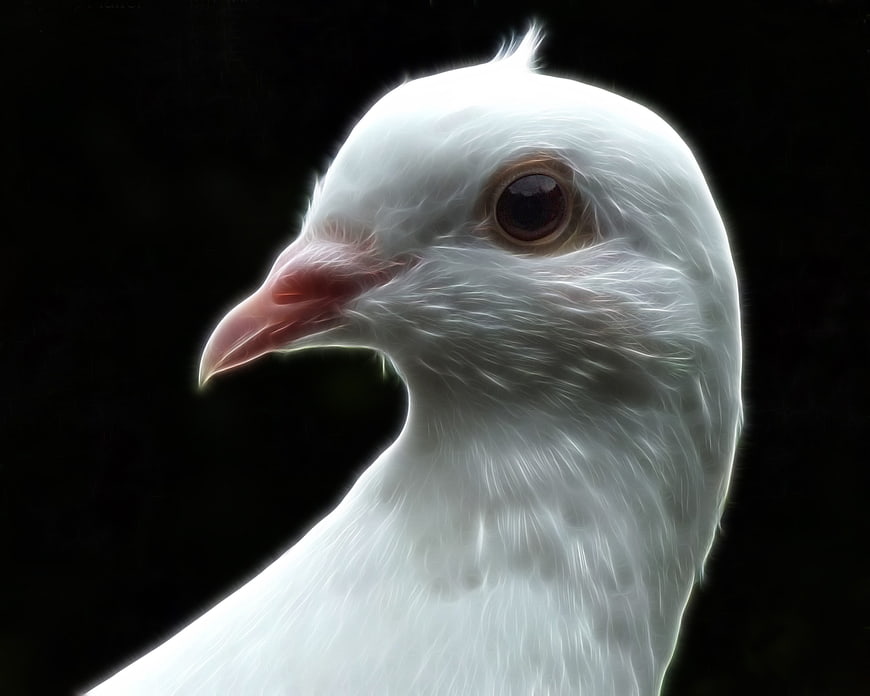 Close-up of a white pigeon head on black background