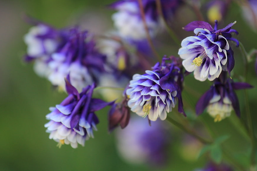 Close-up of purple and white columbine flowers in bloom