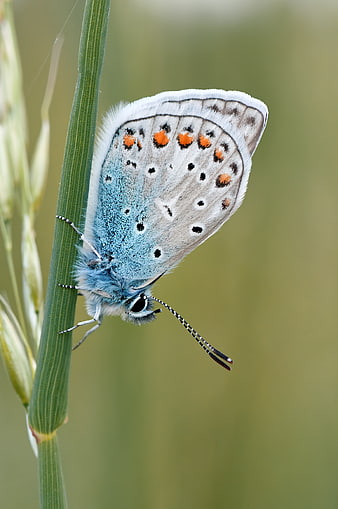 Close-up of a Common Blue Butterfly on a Green Grass Stem