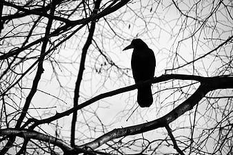 Silhouette of a Crow Perched on Bare Tree Branches