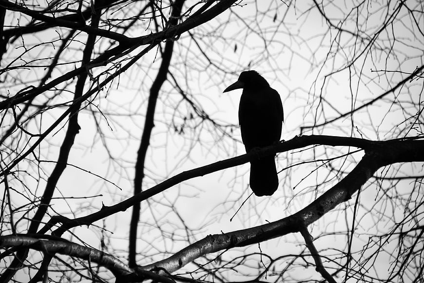 Silhouette of a Crow Perched on Bare Tree Branches