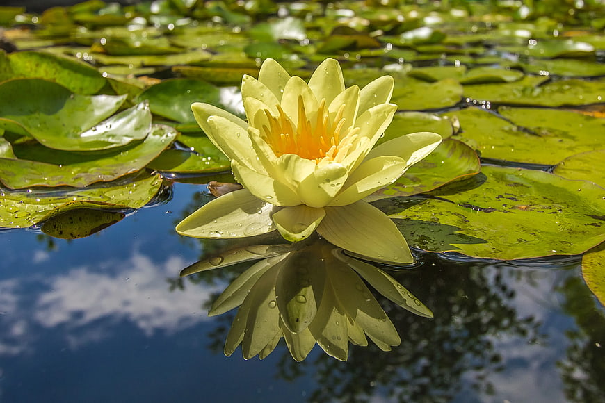 Yellow Water Lily with Reflection in Pond