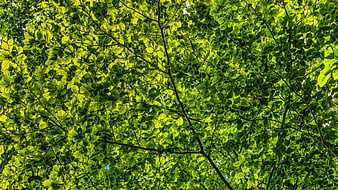 Vibrant Green Tree Canopy Looking Up at Sunlit Leaves