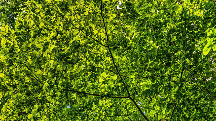 Vibrant Green Tree Canopy Looking Up at Sunlit Leaves