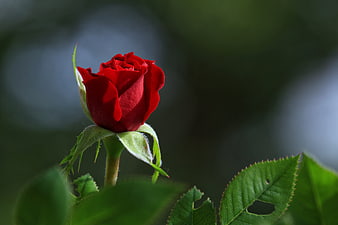 Close-up of a vibrant red rose bud with green leaves