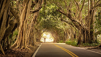 Cyclist Riding Down Scenic Tree-Lined Road