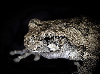Close-up of a textured gray tree frog on black background