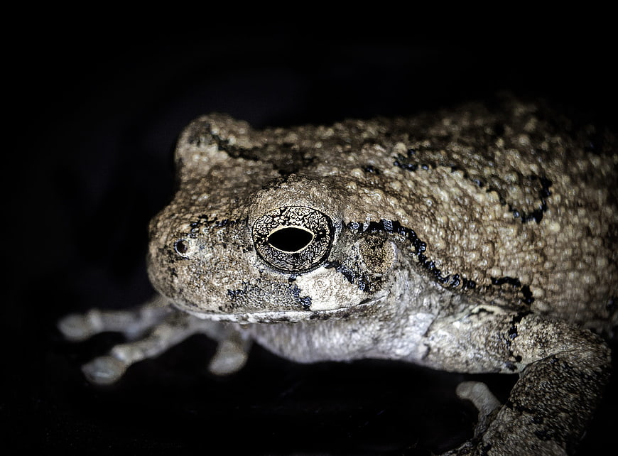 Close-up of a textured gray tree frog on black background
