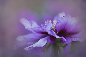 Close-up of a purple peony flower with soft focus background