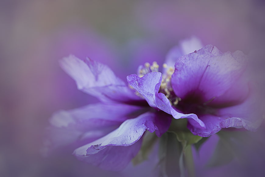 Close-up of a purple peony flower with soft focus background