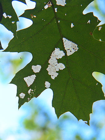 Close-up of green oak leaf with insect damage and veins