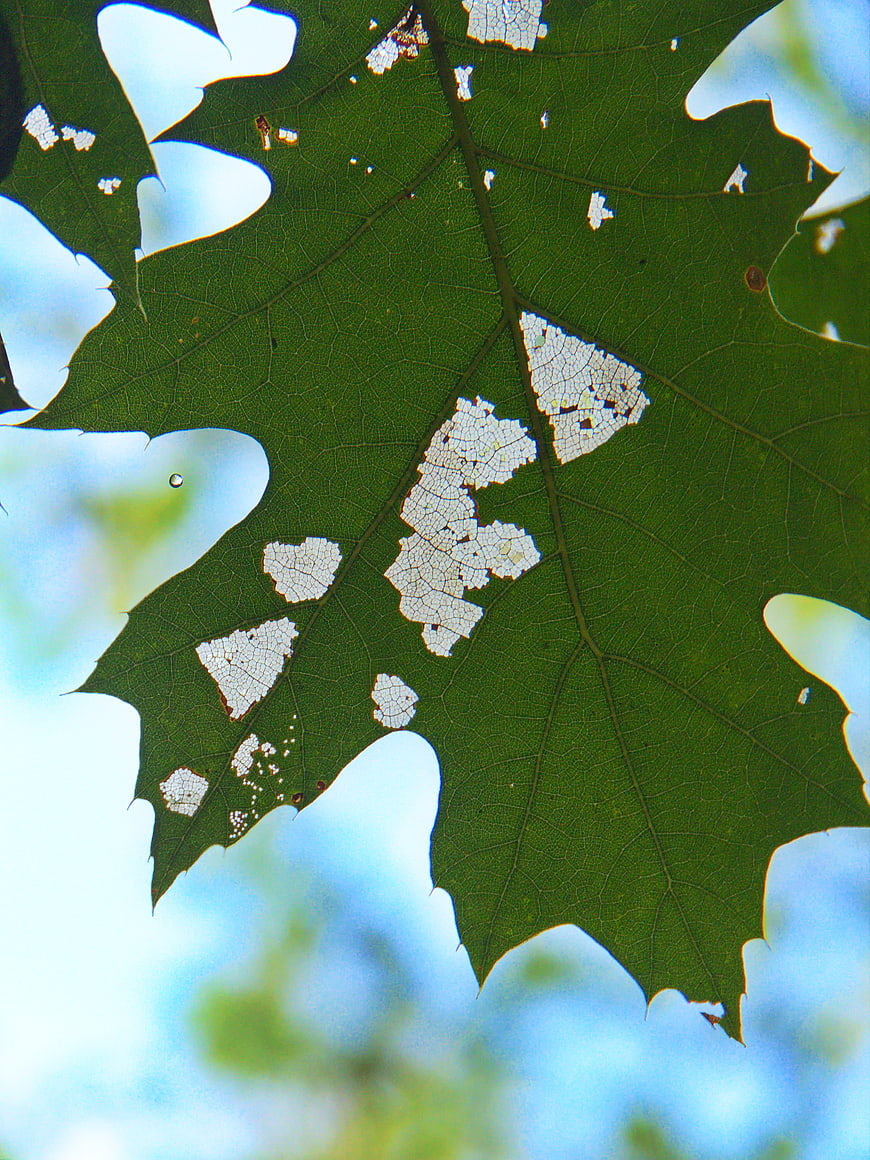 Close-up of green oak leaf with insect damage and veins