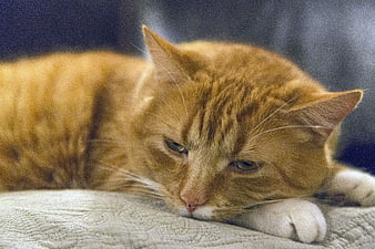 Sleepy Orange Tabby Cat Resting on White Blanket