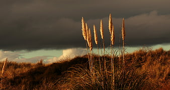 Golden Pampas Grass Against Dark Stormy Sky