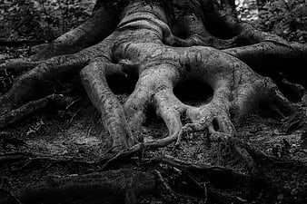 Dramatic black and white photo of ancient tree roots in forest