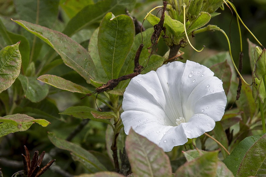White Morning Glory Flower with Water Droplets