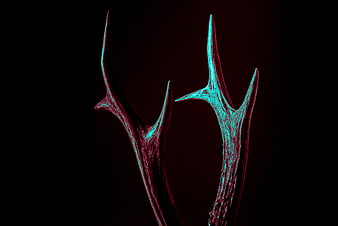 Glowing Cyan and Magenta Antlers on Black Background